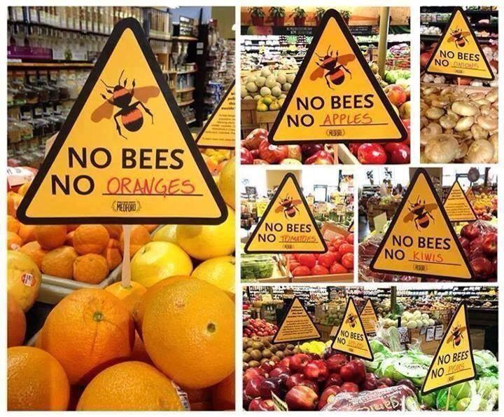 Bijenkasten die door imkers worden geplaatst zijn voor de landbouw niet genoeg: zowel in volume als in kwaliteit is landbouwoogst gebaat bij een diverse en talrijke