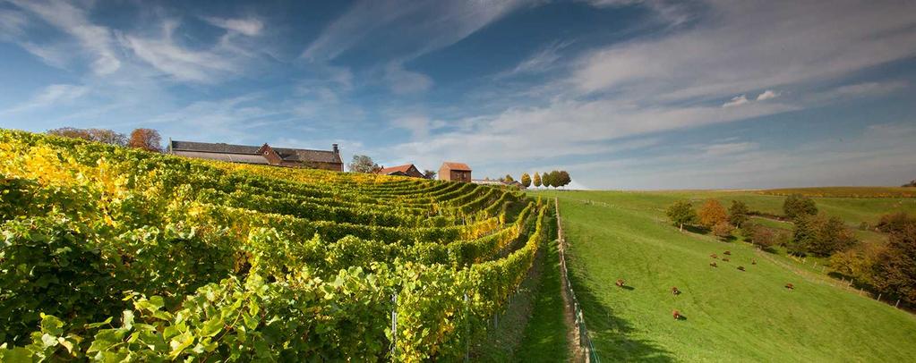 NEDERLAND: LIMBURG-MERGELLAND Het Mergelland is het zuidwestelijke deel van Zuid-Limburg. Er zijn hier ideale omstandigheden voor wijnbouw.