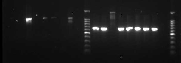 Met specifieke primers voor detectie van de genus Pseudomonas (sensu stricto) en Burkholderia gladioli zijn PCR s uitgevoerd met de bacterie-isolaten van behandeling 3, 4 en 5 (voor en na inoculatie)