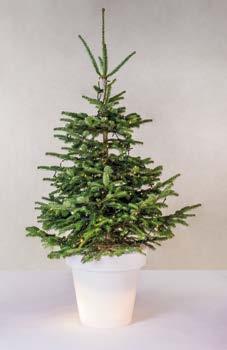 De binnenbomen kunt u eventueel laten versieren volgens onze thema s (zie eerder in brochure). De buiten bomen zijn optioneel verkrijgbaar met enkele grote kerstballen in rood, zilver of wit.