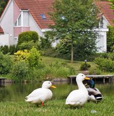 natuurgebied Westerwolde ligt dit complete familiepark met o.a. een overdekt zwembad, restaurant en dierenweide.