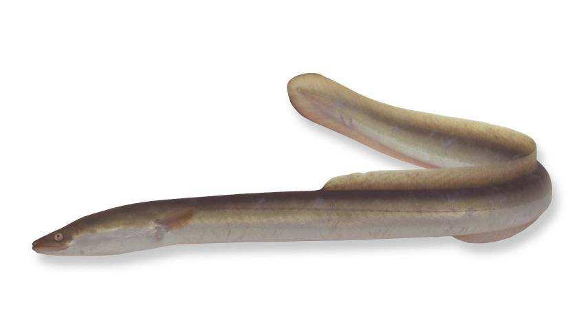 - 39 - Leefomgeving De aal of paling is één van onze meest algemene vissoorten.
