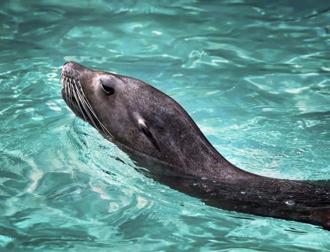 De dierentuin van Barcelona is gelegen in het Ciutadella