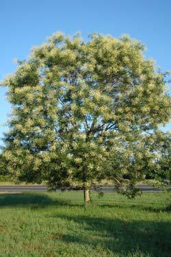 Bomen SopjapR latijnse naam Sophora japonica 'Regent'