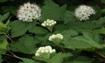 hoogte 0,6 m LonpMG latijnse naam Lonicera pileata 'Moss Green'