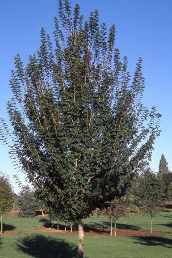 Bomen AcecamQE latijnse naam Acer campestre 'Queen