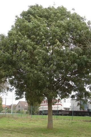 rond FraameAA latijnse naam Fraxinus americana 'Autumn