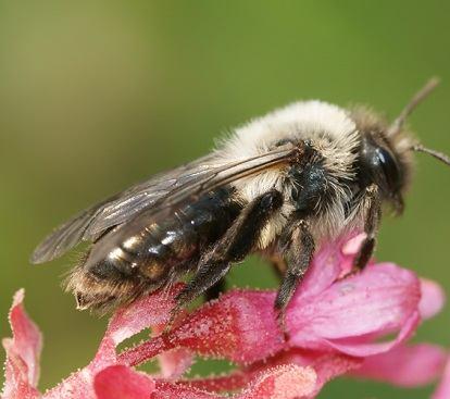 Voordelen van een geveltuin Geveltuinen brengen meer natuur in de straat: het