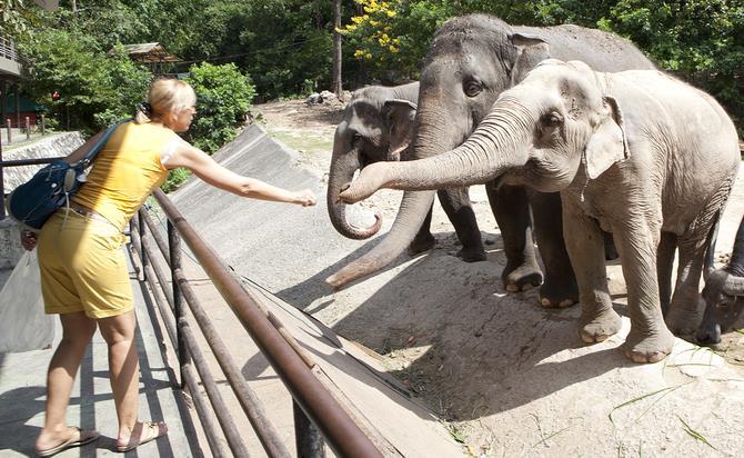 Antwoord: OPDRACHT 21 Een olifant in de dierentuin eet