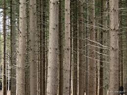 WAT WILLEN WE: PRODUCTIEBOS, NATUURBOS OF EEN TUSSENVORM? Bepaling bosbeheermethode Elk bos is door ligging, samenstelling en leeftijdopbouw uniek.