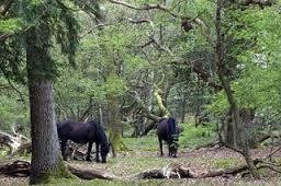 De meeste Nederlandse bossen liggen in de ecologische hoofdstructuur (EHS) van Nederland, zoals dat in het natuurbeleidsplan is beschreven.