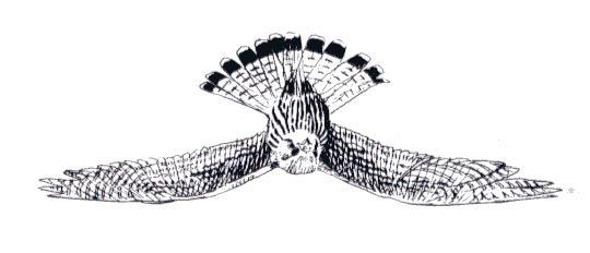 Zittend op een paaltje zien ze er zó uit: Vliegend zie je bij het mannetje een mooie grijze staart met een zwarte band aan het eind.