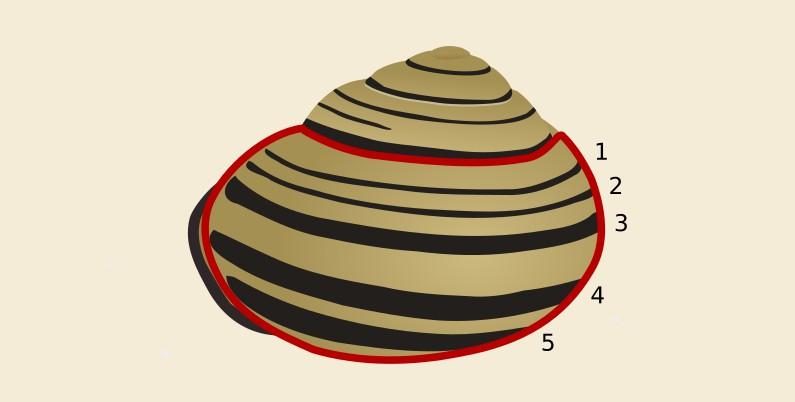 Bandering huisje: Kijk hiervoor naar de onderste winding (de grootste) van het slakkenhuisje. Het huisje heeft normaal gesproken maximaal vijf banden.