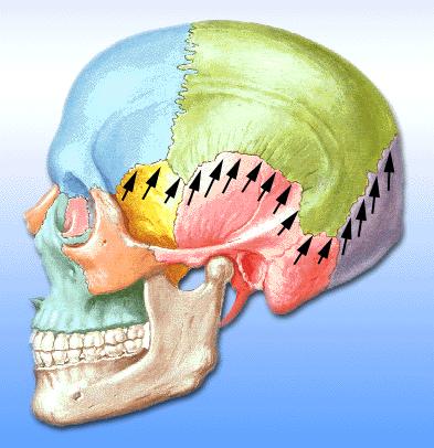 De Craniale en Sacrale pomp Het vocht in je ruggengraat stroomt automatisch naar beneden en wordt terug naar boven gepompt door de sacrale pomp in je sacrum en de craniale pomp in het bovenste deel