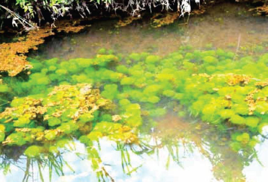 CABOMBA (WATERWAAIER) GROTE WATERNAVEL Cabomba is een waterplant uit subtropisch Amerika die al tientallen jaren wordt verkocht voor gebruik in aquaria.