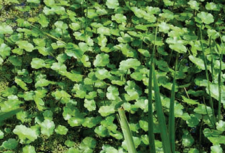 Plant met bladeren drijvend op het water. Bladeren zijn min of meer rond met een gekartelde rand en zijn 4-10 cm in doorsnee, aan één kant tot aan de stengel ingesneden.