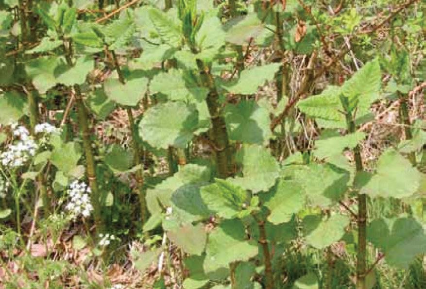 JAPANSE DUIZENDKNOOP ONGELIJKBLADIG VEDERKRUID Struikvormer, groeit in dichte bossen bij elkaar. Bamboe-achtige gelede stengels met ovale bladeren. Plant drijft in het water.