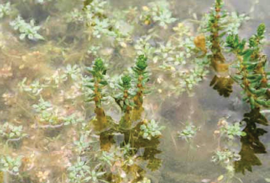 Alleen in de bloei is deze plant duidelijk van andere vederkruiden te onderscheiden door de boven water uitstekende bloeiwijze, die veel bredere, gezaagde, ook in kransen staande blaadjes heeft.