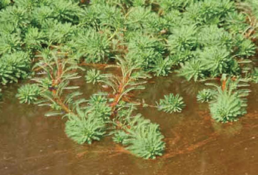 PARELVEDERKRUID WATERCRASSULA Plant drijft in het voorjaar in het water en steekt in de zomer met vettige, grijzig-groene bladeren boven water uit. De bladeren zitten in kransen aan de lange stengels.
