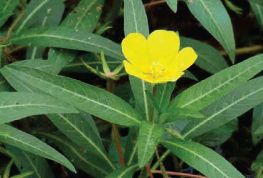 Vermeerdert zich snel door de uitlopers. Watersla wordt ook wel mosselplantje genoemd. Plant vormt vanuit de oever dichte drijvende velden. De bladeren zijn lichtgroen van kleur met een witte nerf.