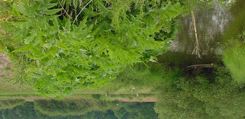 REUZENBERENKLAUW Zoals de naam al zegt heeft de plant klauwvormige bladeren en is ze nauw verwant aan de Gewone berenklauw, maar veel groter.