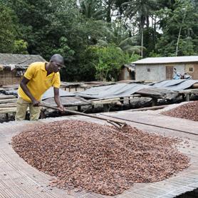 In de witte, geleiachtige pulp van de kolf zitten 25 tot 75 zaden: de cacaobonen.