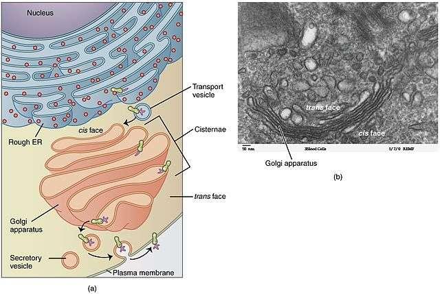 5.2. Golgi-apparaat Het Golgi-apparaat (zie Figuur 16) is opgebouwd uit een reeks afgeplatte holtes omgeven door een eenheidsmembraan, cisternen genoemd.