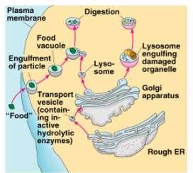 De lytische enzymen breken dan de inhoud van de vesikel af.