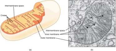 Prokaryoten bevatten minder DNA. Bovendien is het DNA niet rond eiwitten gewonden (naakt DNA) en circulair.