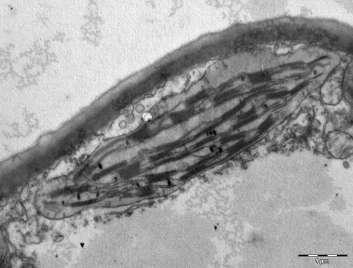 eicel binnen. Dit betekent dat alle mitochondriën in de bevruchte eicel (zygote), en het latere, meercellig organisme, ontstaan zijn door deling van mitochondriën van de moeder. 6.3.