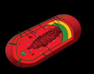 mitochondriën.