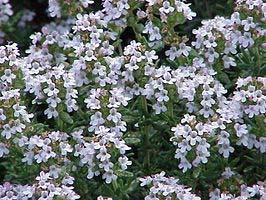 Echte tijm Tijm (Thymus) is een geslacht uit de lipbloemenfamilie (Lamiaceae).