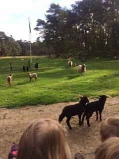 Van ver konden wij al horen wie er op ons stonden te wachten. Het was bijna voeder jd dus de schapen lieten flink van zich horen. We hadden geluk want we mochten de schapen zelfs wat te eten geven.