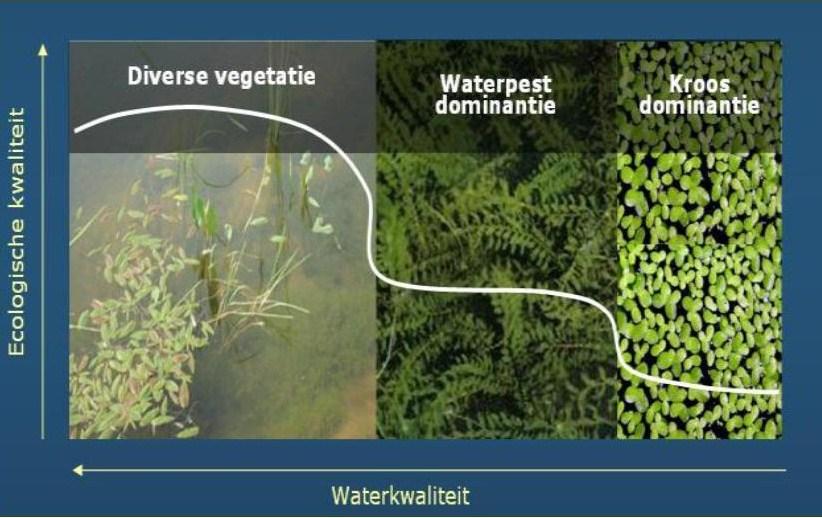 Figuur 9. Relatie vegetatie type, waterkwaliteit en ecologische kwaliteit (Bron: projectvoorstel PLONS Wageningen Universiteit, 2008).