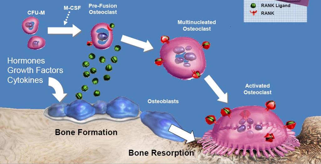 RANK L is een essentiële verbinding tussen osteoclast formatie,