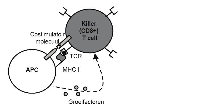 MHC moleculen op het oppervlak van APCs. Indien na eve T cellen in aanraking komen met fragmenten van een ziekteverwekker kunnen zij worden geactiveerd (Figuur ).