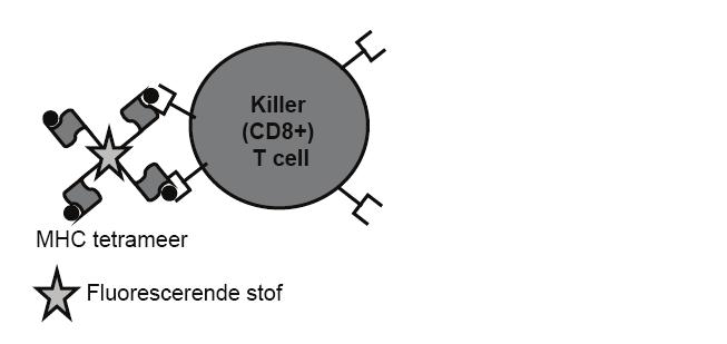relaties tussen verschillende T cel populaties mogelijk maakt.
