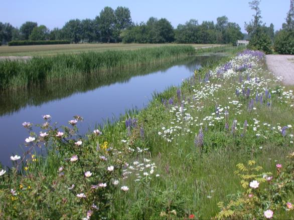 Bloemrijke akkerranden en