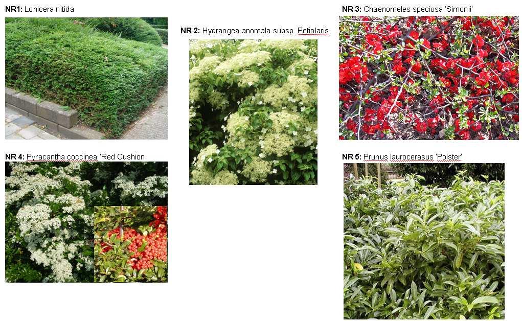 Resultaten Groenkeuzes: Vakbeplanting: Meerburglaan - 2/5