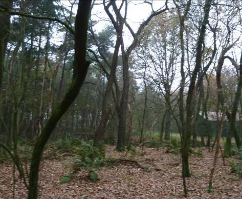 EHS-TOETS UITKIJKTOREN DE STOKTE Huidige situatie Het oostelijke loofbosdeel bestaat hoofdzakelijk uit (waarschijnlijk) natuurlijke/spontane opslag van eik en berk.