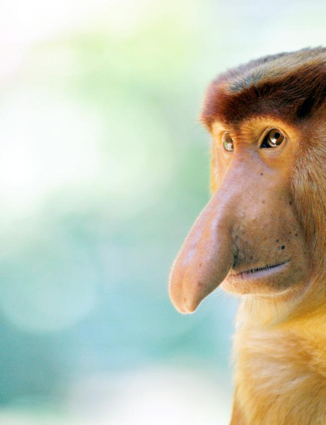 De unieke primaten in Sabah en Sarawak Neusaap In Sarawak en Sabah kan je kennis maken met één van de meest unieke primaten ter wereld, de Nasalis Larvatus of de neusaap.