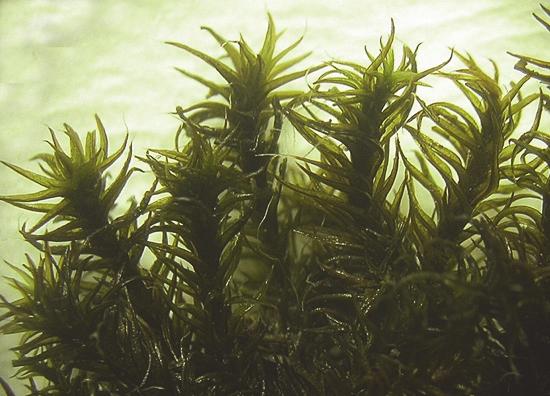 Fig. 3. Grimmia lisae, Gelderland, Kekerdom, Millingerwaard. Foto : Henk Greven. kunnen voorkomen. Grimmia dissimulata heeft, net als G. lisae, vooral een mediterraan-montane verspreiding.
