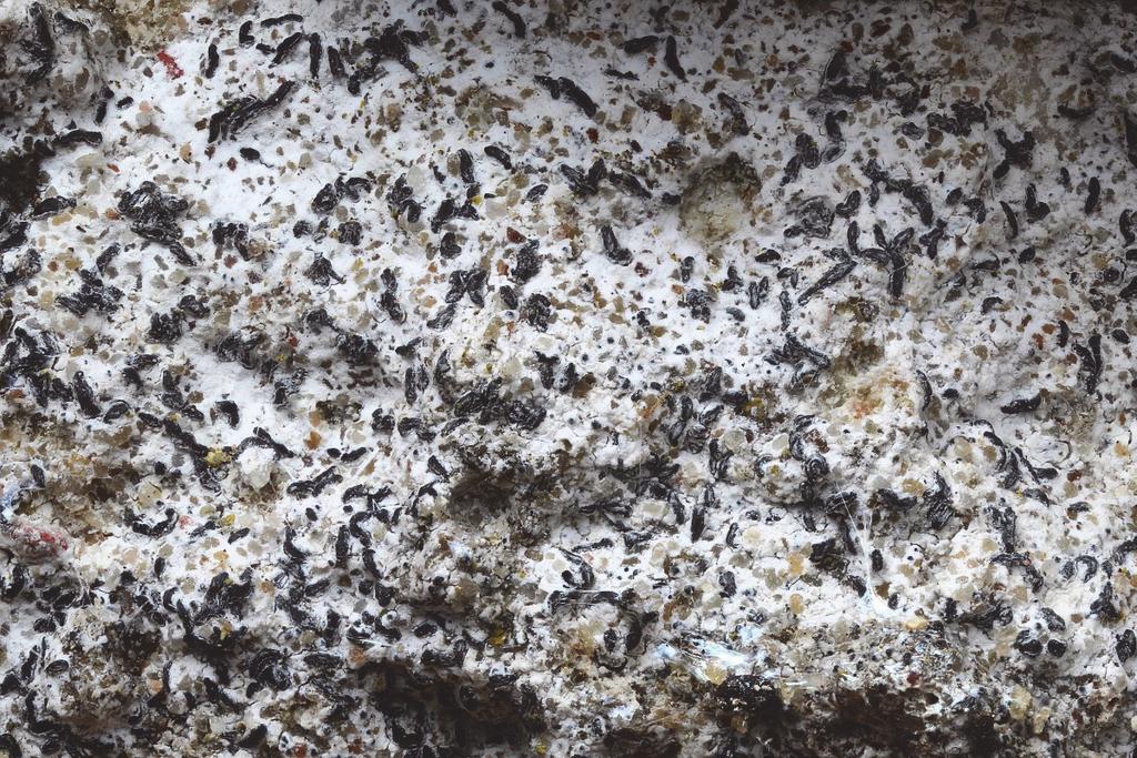 Figuur 1. Opegrapha demutata. Foto: Arjan de Groot. baksteen. Een mooie vondst was ook Fellhanera bouteillei (twijgdruppelkorst) met apotheciën op dennennaalden.