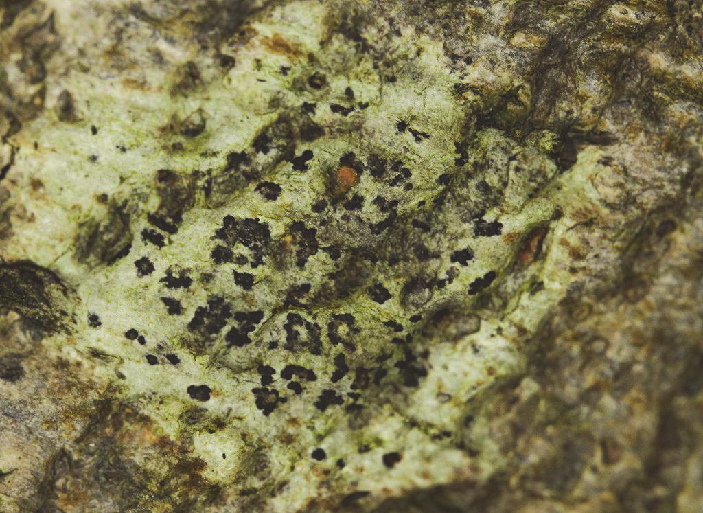 Figuur 2. Kleine runenkorst (Arthothelium ruanum). Foto: Laurens Sparrius Figuur 3. Gele poederkorst (Chrysothrix candelaris). Foto: Arjan de Groot.
