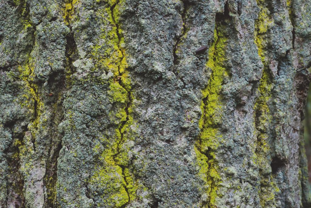 Hier bleek een redelijk compleet assortiment boskorstmossen aanwezig te zijn: Arthothelium ruanum (kleine runenkorst, 6 zie Fig.