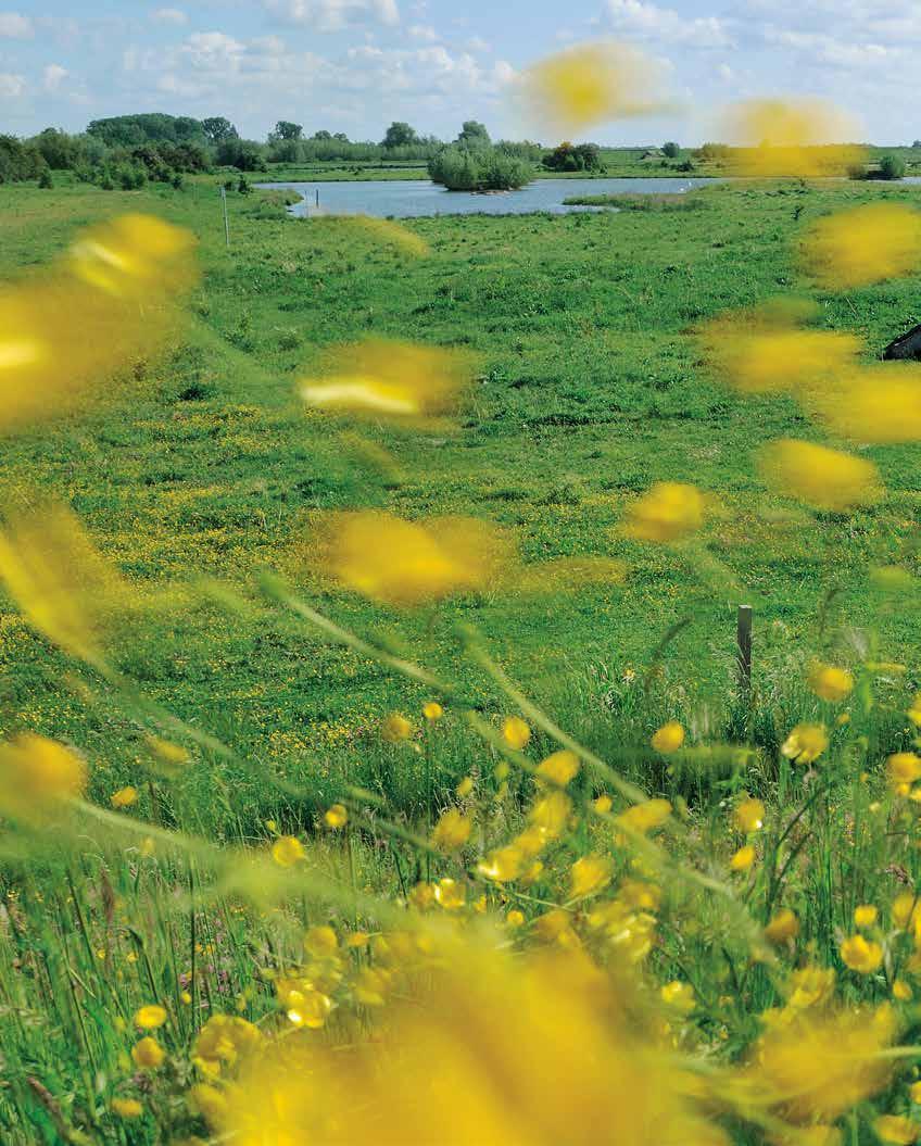 MOOI LINIELAND, HET LANDSCHAP TUSSEN DE FORTEN EN WERKEN IS ZEER