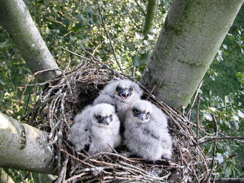 Boomvalk Falco subbuteo In 2004 werden 20 broedparen opgespoord, waarvan in 14 gevallen ook het nest. 80 70 nest terr min max Op de Bevelanden (nbe, zbe en hzb) neemt het aantal broedparen wat af.