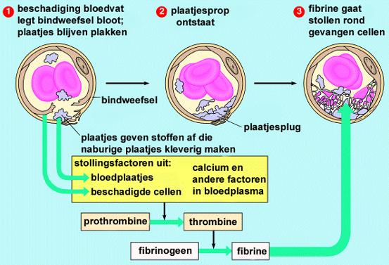 4.1.4 Trombocyten (in relatie tot bloedsamenstelling) (Sesam, atlas van de anatomie / 17 e druk 2007) Trombocyten De bloedplaatjes zijn geen zelfstandige cellen, maar onregelmatig gevormde