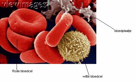 Een tekort aan bloedplaatjes wordt een trombocytopenie genoemd, een teveel wordt een trombocytose.