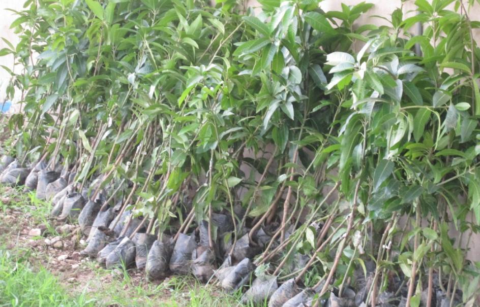 In eerste instantie zijn er 250 mangoboompjes gekocht en uitgezet op het terrein, naast de groetentuin.